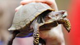 Woman faces charge of trying to smuggle turtles across Vermont lake to Canada by kayak