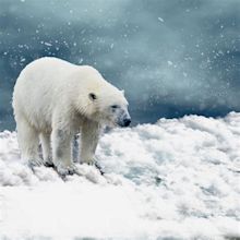 Polar Bear Free Stock Photo - Public Domain Pictures