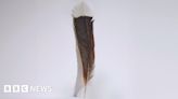 World's most expensive feather sold in New Zealand auction