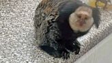 Mystery monkey found in woman's conservatory