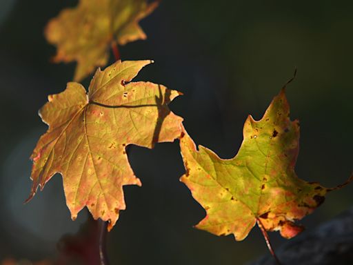 When is daylight saving 2024? Here’s when the first day of fall, time change will be