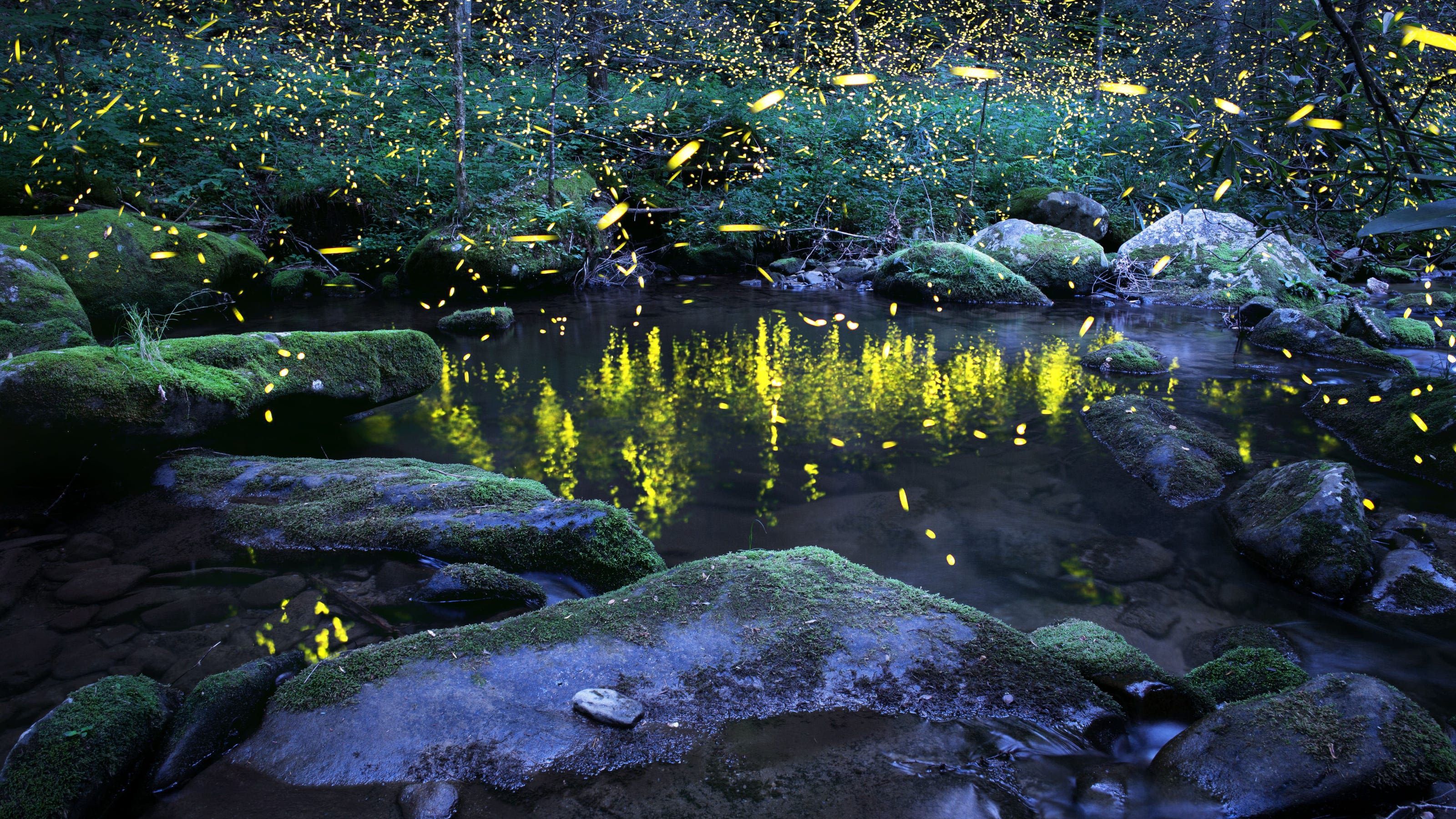 How to see synchronous fireflies in Great Smoky Mountains: 2024 lottery, dates announced