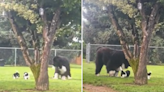 Sweet moment Newfoundland gets caught playing with puppies: "Token uncle"