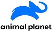 Animal Planet (Indian TV channel)