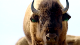 Montana Indian reservation works to revive bison populations