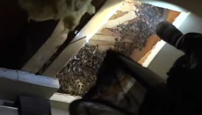 Inside a Sacramento beekeeper's pesticide-free honeybee relocation process