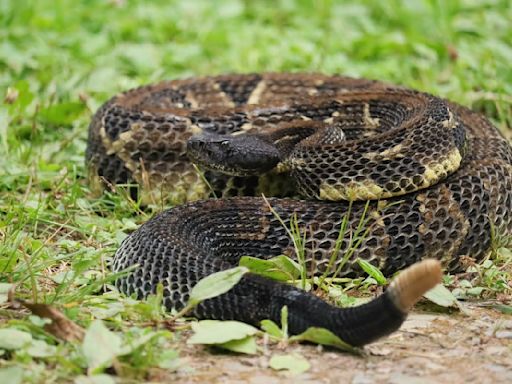 Hikers Capture Rare Video of Rattlesnakes Fighting in Massachusetts and It's Wild
