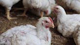 A New Bird Flu Death Is Making Experts Uneasy