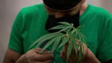 Cannabis Industry Fired Up About Possible DEA Reclassification
