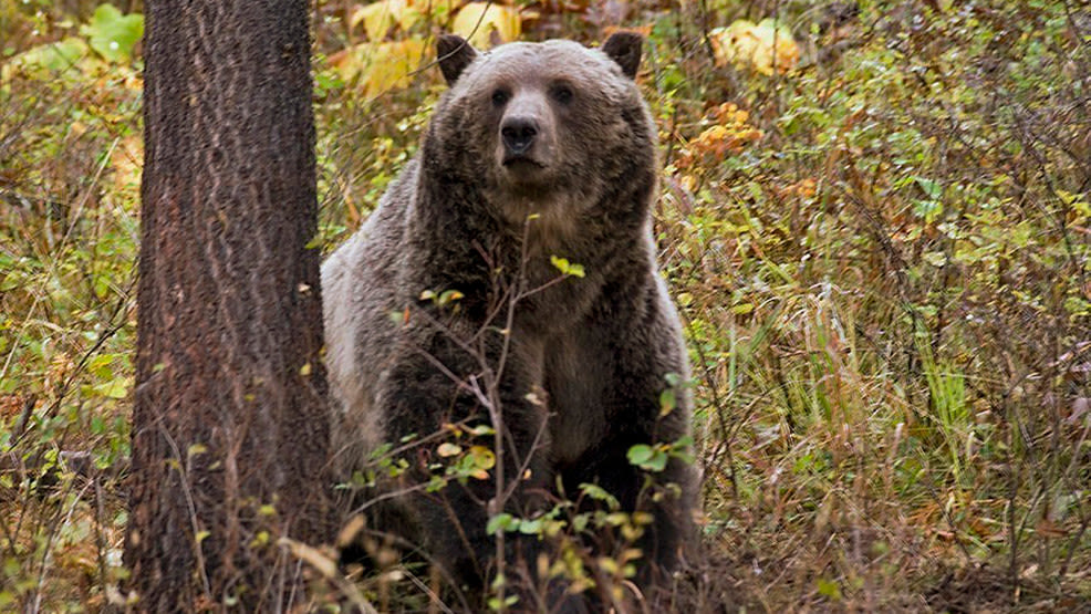 Researchers to begin grizzly captures in Custer Gallatin National Forest