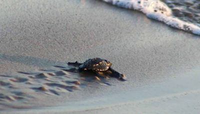 Falta de lluvias y altas temperaturas han afectado el desove de tortugas en la costa de Michoacán