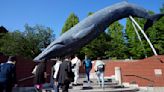Japan Fisheries Agency proposes allowing commercial catching of fin whales - The Morning Sun