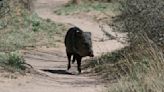 A warmer than usual summer blamed for hungry, hungry javelinas ripping through Arizona golf course