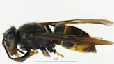 What are Asian hornets? How to identify the bee-killer species