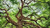 Découvrez l'âge impressionnant du plus vieil arbre de la Terre