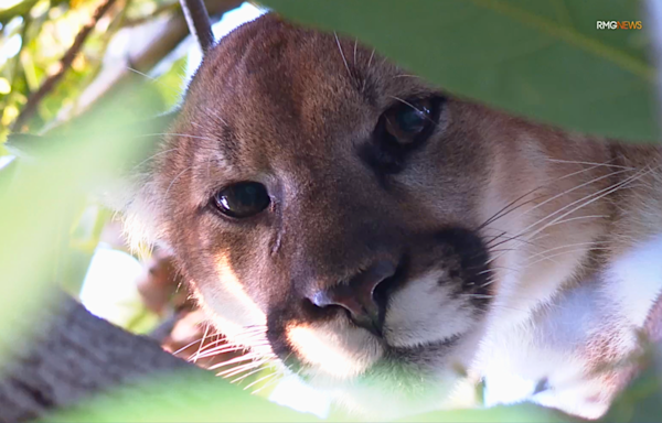 Los Angeles woman comes face-to-face with mountain lion