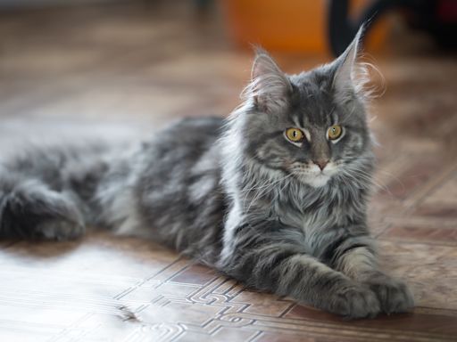 Cat's Out of the Bag: Meet These Guinness World Record-Holding Felines