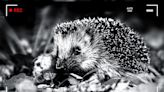 You’re needed to spot Britain’s hedgehogs, but are you sharp enough? Take our wildlife-watching quiz