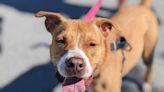 Longest Resident At Florida Animal Shelter “Absolutely Recognized” Former Caregiver In Emotional Reunion