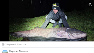 Amateur angler lands 143-pound monster catfish in UK — and may set national record