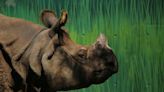 Dos rinocerontes indios encuentran hogar en un zoológico de México