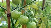Michigan gardening: 7 expert tips for growing great tomatoes