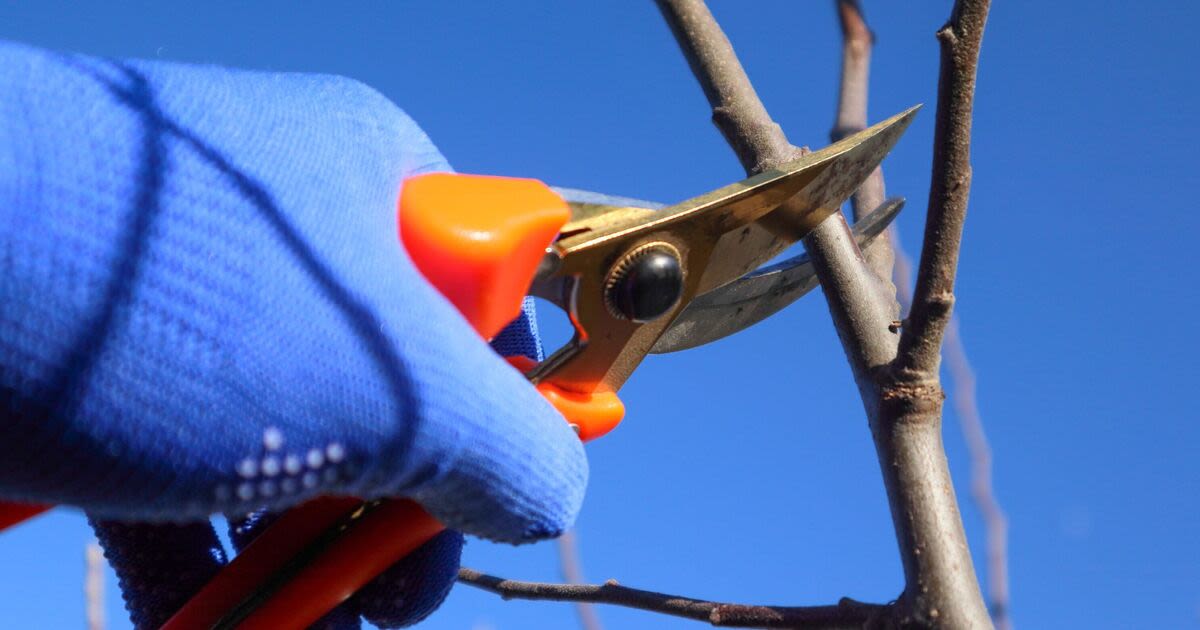 Monty Don shares plants you need to prune now to encourage ‘repeat-flowering’