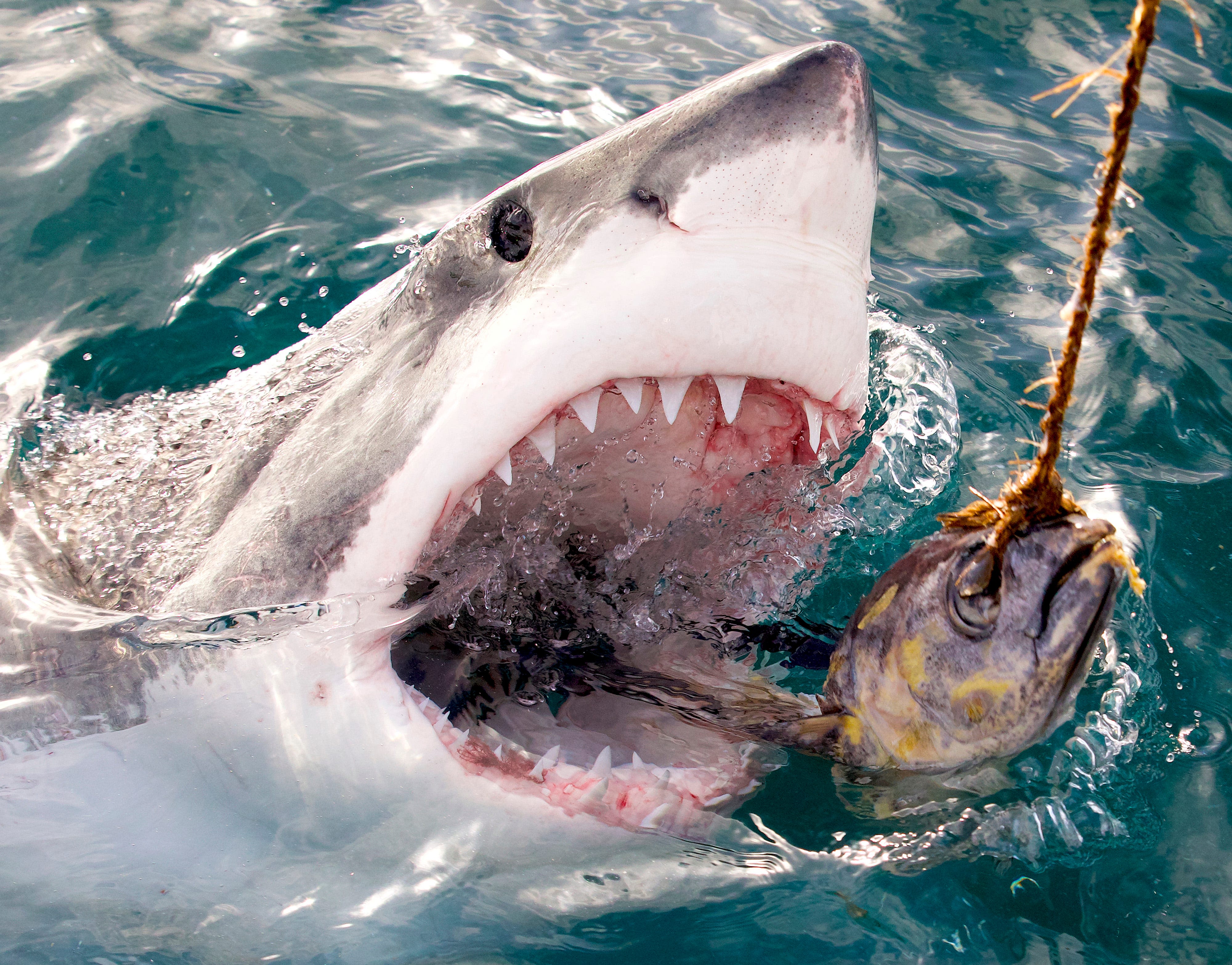 Great white sharks in New Jersey may be a thing