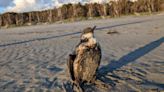 Oil-coated birds washing ashore in Oregon, Washington, officials say