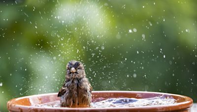 11 Best Bird Baths That Will Bring All the Birds to Your Yard