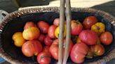 Henry Homeyer: Saving seeds from heirloom vegetables