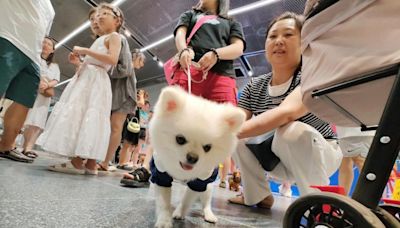 每日雜誌｜獸醫服務投訴激增 毛孩醫療保健開支高 質素參差要識揀