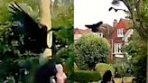 Dulwich neighbourhood living in fear of violent crow attacks - with bald men the main target