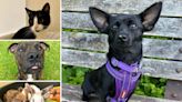 Pets from RSPCA who are on the lookout for their forever homes
