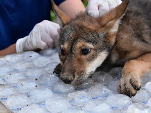 4 of the World’s Most Endangered Wolf Pups Born at the St. Louis Zoo: 'Each Birth Is an Achievement'