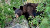 "Bears are gonna bear" – wily animal caught breaking into truck to find lunch