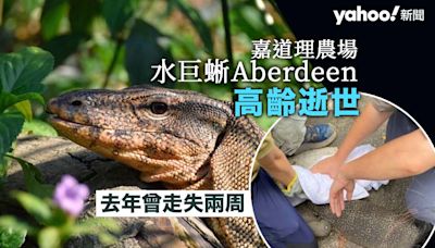 嘉道理農場水巨蜥 Aberdeen 高齡逝世 去年曾走失兩星期｜Yahoo