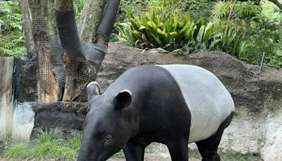 馬來貘「英雄」抵台不幸死亡！北市動物園解剖曝死因