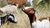 Dry brush at Reagan library in Simi no match for this herd of goats