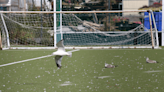 Scots footie pitches closed as seagulls 'DIVE BOMB' anyone who goes near them