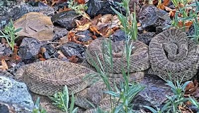 Thousands of rattlesnakes viewed at a ‘mega den’ in Colorado