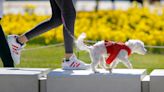 First ever Poochella kicks off dog events in June with costumes, beer and adoptions