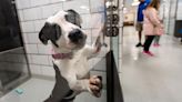 As more owners abandon their pets, shelters face a dog 'crisis'