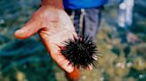 Divers armed with hammers — and otters — may stop sea urchin devastation off California