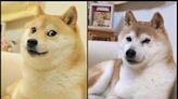 Dogecoin: The Japanese rescue dog who became the unlikely face of a crypto sensation