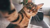 The Best Cat Instagram Captions for Your Purr-fectly Adorable Feline Photos