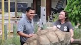 Wild Inside: Big Al the tortoise is back in the sun!