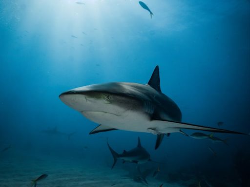 American diver feared dead after body parts found inside shark off Indonesia