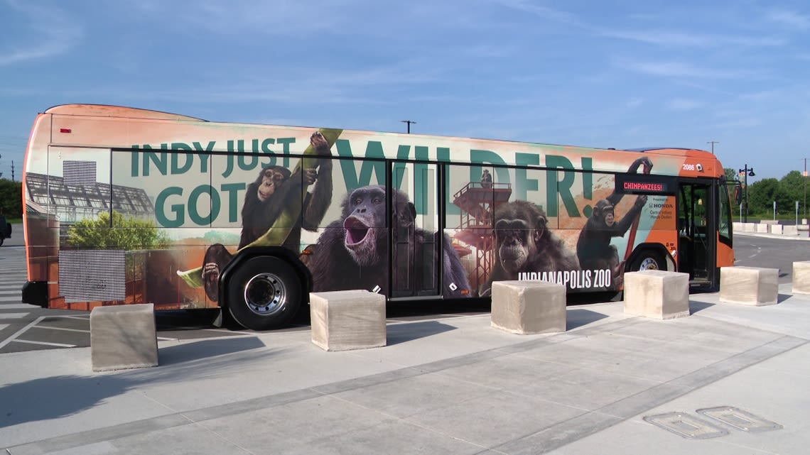 Indianapolis Zoo unveils new IndyGo bus design featuring new chimpanzees