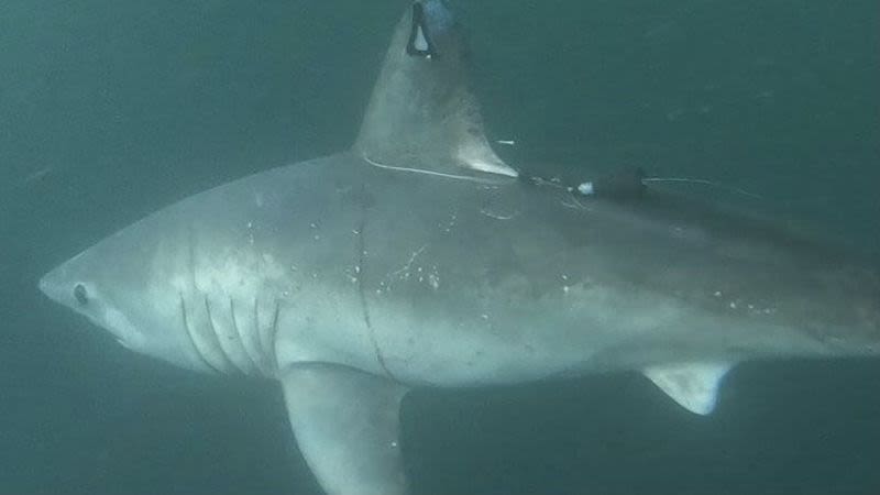 A pregnant shark was tagged and monitored for 5 months, then disappeared. Scientists now know its fate